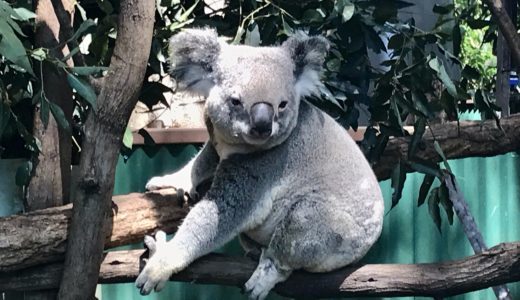 【コアラ抱っこ】動物好き必見スポット３選【オーストラリア・ゴールドコースト観光】