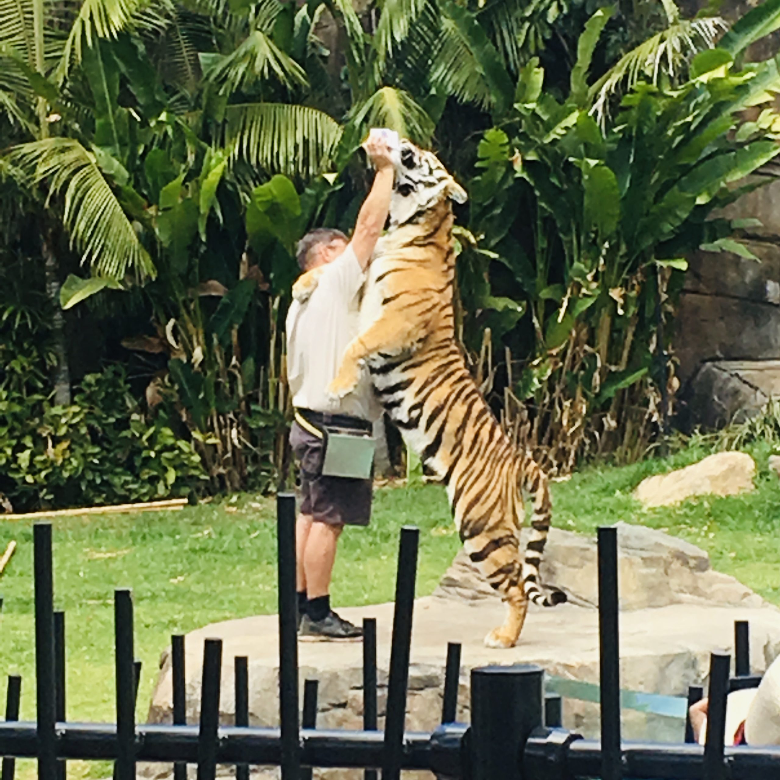 tiger with a man