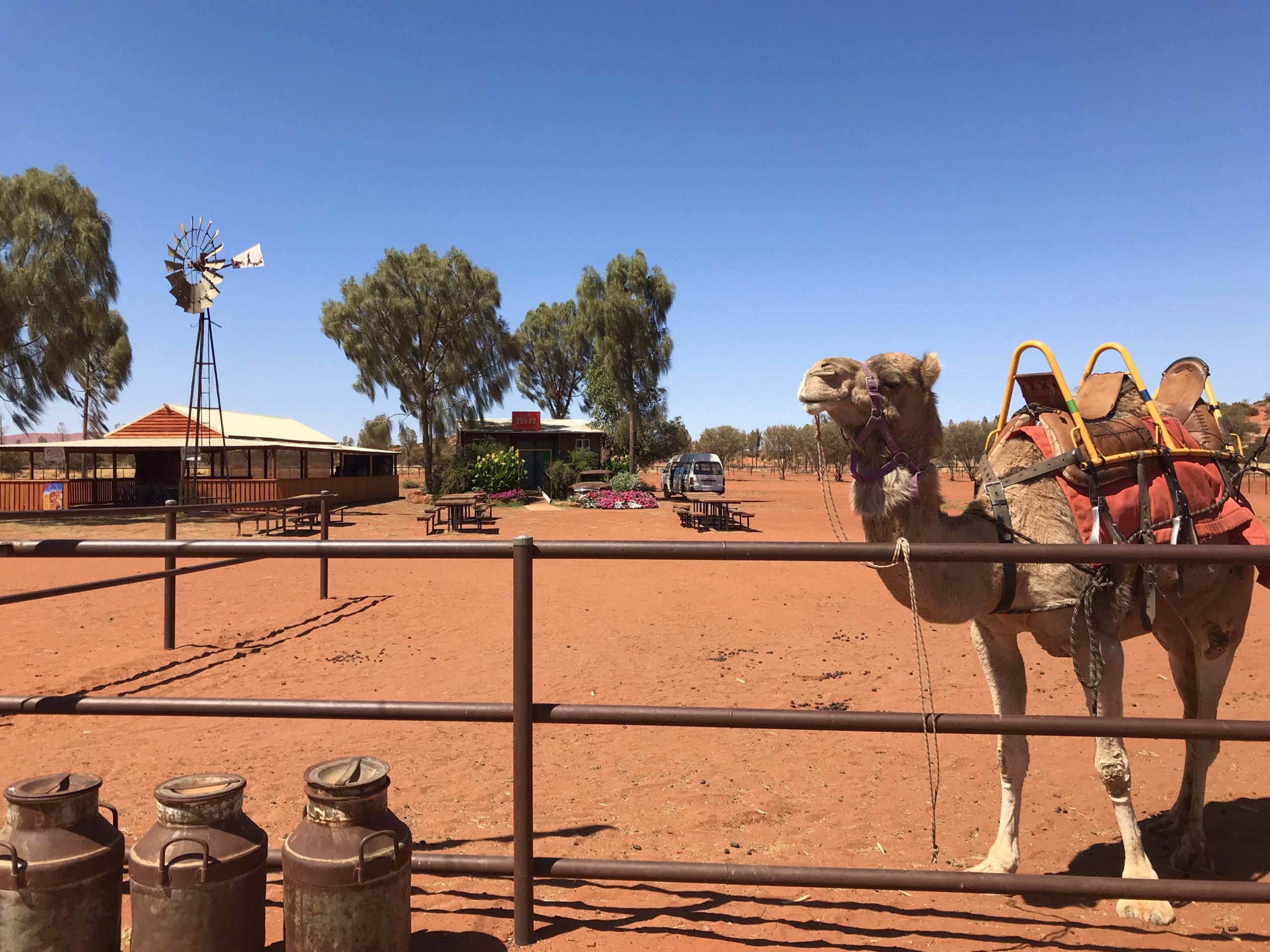 camel farm